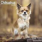 Chihuahua Calendar 2025 Square Dog Breed Wall Calendar 16 Month