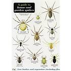 A Guide to House and Garden Spiders