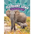 Elephant Cows
