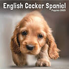 English Cocker Spaniel Puppies Square Mini Calendar 2025 (häftad, eng)