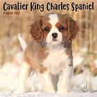 Cavalier King Charles Spaniel Puppies Square Mini Calendar 2025 (häftad, eng)