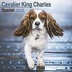 Cavalier King Charles Calendar 2025 Square Dog Breed Wall Calendar 16 Month