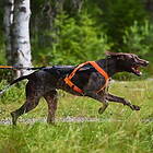 Non-Stop Dogwear Freemotion 5,0 Dragsele Orange & Svart (3)