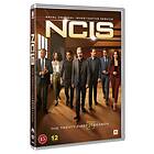 NCIS: SEASON 21 (DVD)