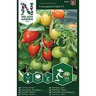 Nelson Garden Frø cherryomat potte Funnyplums Red