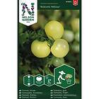 Nelson Garden Frø cherrytomat potte Balconi Yellow