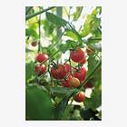 Nelson Garden Frø busktomat Baby Boomer