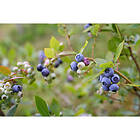 Omnia Garden Bärbuske Amerikansk Blåbär Roxyblue 15-20Cm Krukodlad 5-Pack