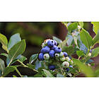 Omnia Garden Bärbuske Hybridblåbär Northblue 15-20Cm Krukodlad 5-Pack