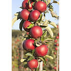 Omnia Garden Äppelträd Redcats Pelaräpple 60-80Cm Uppbindningskit