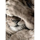Linn Wold Poster 30x40 Leo