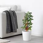 IKEA SOLANUM LYCOPERSICUM krukväxt 15 cm