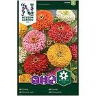 Nelson Garden Zinnia Bl Fröer Hög Sinnia färger