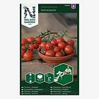 Nelson Garden Tomat, Ampel-, Gartenperle