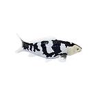 Mojo Sealife Koi Carp Shiro Utsuri Koi 381102