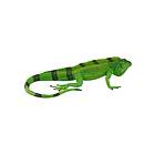 Mojo Wildlife Iguana 381095