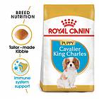 Royal Canin BHN Cavalier King Charles Puppy 1.5kg