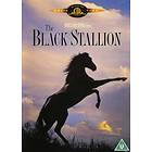 Black Stallion (UK) (DVD)