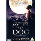 My Life As a Dog (UK) (DVD)