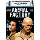 Animal Factory (UK) (DVD)