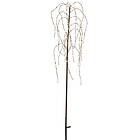 Star Trading Weeping Willow (H1500)