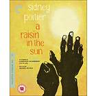 Raisin in the Sun - Criterion Collection (UK) (Blu-ray)