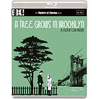 A Tree Grows In Brooklyn (UK) (Blu-ray)