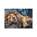 Trefl Sleeping lion 1000 Bitar