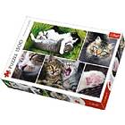 Trefl Collage, cats 1500 Bitar