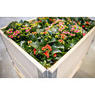 Spesial Pallkrage 80x40cm (Natur)