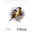 Pilfink