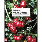 Odla Tomater