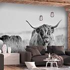 Arkiio Fototapet Highland Cattle Självhäftande fototapet 245x175