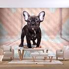 Arkiio Fototapet French Bulldog 150x105