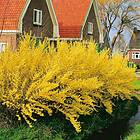Forsythia Gold 1st