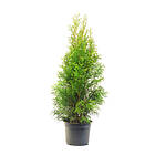 Thuja Brabant 50-60cm