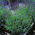 Lavandula Angustifolia Hidcote Blue