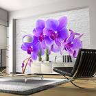 Arkiio Fototapet Viole Violet excitation 400x280