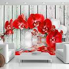Arkiio Fototapet Ruby Orchid orchid 200x140