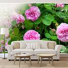 Arkiio Fototapet Summer Garden garden 400x280