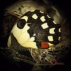 Ossicles: Music For Wastelands CD