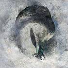Suma: Ashes CD