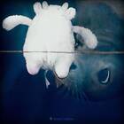 Tendres Tenebres (Vinyl)
