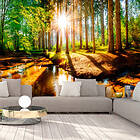 Arkiio Fototapet Marvelous Forest 300x210