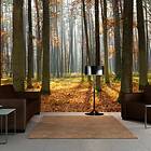 Arkiio Fototapet Autumn Trees trees 350x270