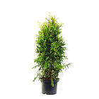 Thuja Emerald 80-100cm