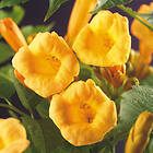 Campsis Radicans 40-60cm 1st