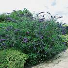 Buddleja Davidii 3-pack