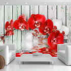 Arkiio Fototapet Ruby Orchid orchid 300x210