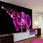 Arkiio Fototapet Elegant Orchis elegant orchis 300x231